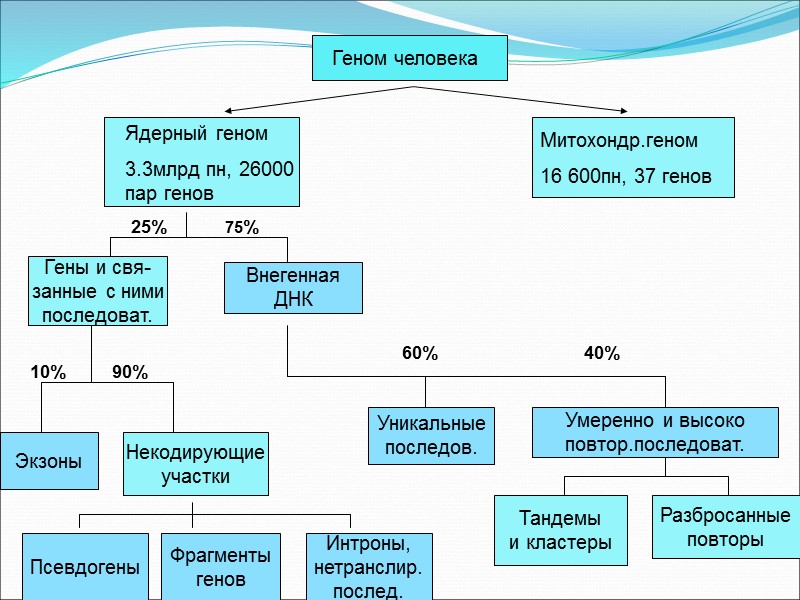 Геном человека Ядерный геном 3.3млрд пн, 26000 пар генов Митохондр.геном 16 600пн, 37 генов